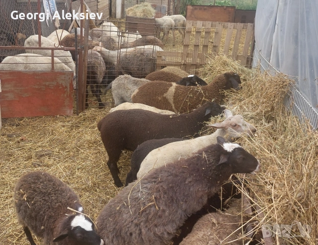 Агнета от месодайни породи и кръстоски със местни овце. 