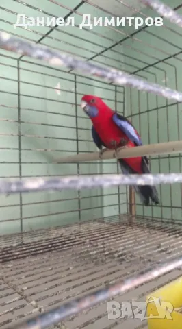 Папагали - разнообразие, снимка 4 - Папагали - 49706452