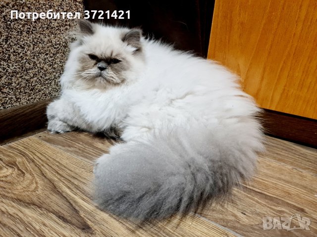 Мъжки персиец/колорпойнт