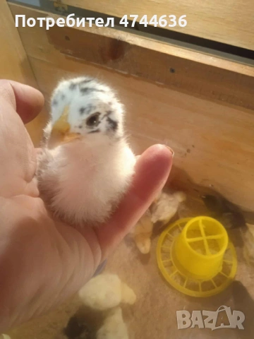 Кокошки, снимка 7 - други­ - 53574794