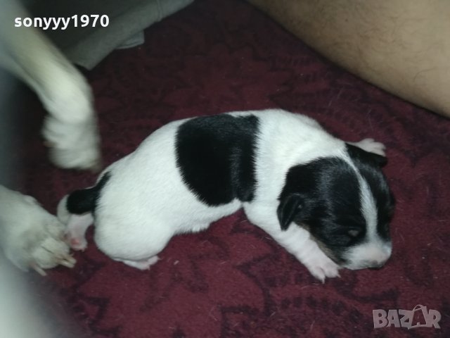 ПРОДАВАМ jack russell terrier 2305210838, снимка 2 - Джак ръсел териер - 32265047