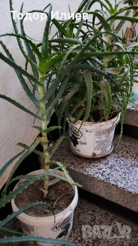 Живо алое вера за лечебна напитка – големи и малки растения, снимка 8 - Стайни растения - 53244971