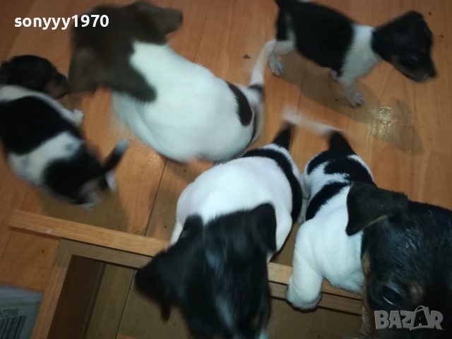 бебета-ДЖАК РЪСЕЛ 40 ДЕНА 3009252022, снимка 15 - Джак ръсел териер - 51895952