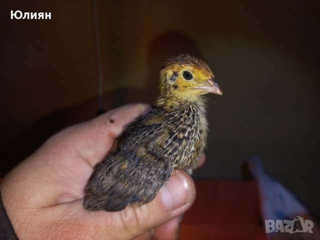 Пъдпъдъчи яйца и пъдпъдъци, снимка 4 - други­ - 43821849