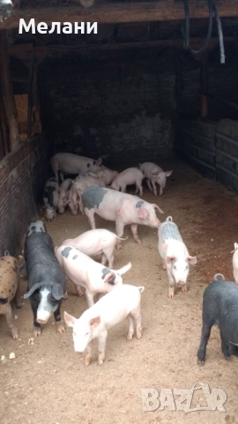 Малки прасета , снимка 1