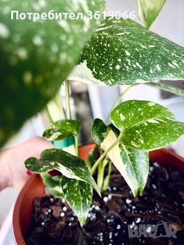 Monstera Thai constellation , снимка 2 - Стайни растения - 53115381