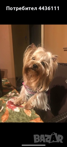 Три мъжки йоркита от родословни родители“, снимка 9 - Йоркширски териер - 52836585