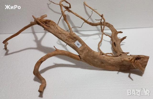 Корен от Азалия /декорация/ 6, снимка 2 - Други - 53396757