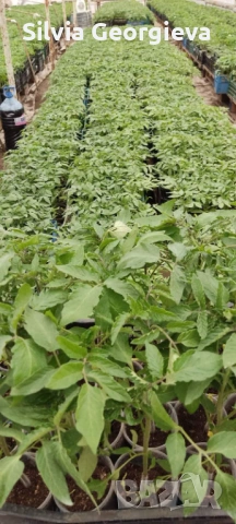 Разсад домати,краставици,пипер, снимка 2 - Разсади - 53459228