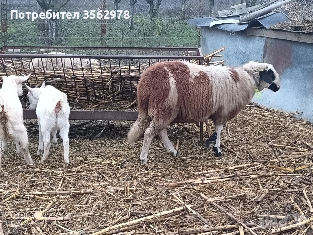 шиле 55 кг, снимка 2 - Овце - 52880774