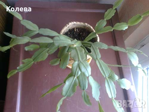 Две коледничета, снимка 2 - Стайни растения - 52273696