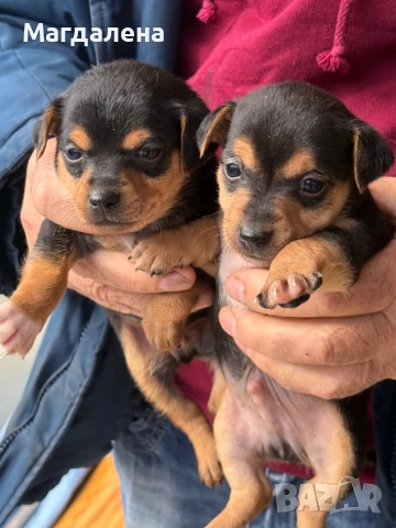 Мъжки и женски Джак Ръсел, снимка 6 - Джак ръсел териер - 52510985