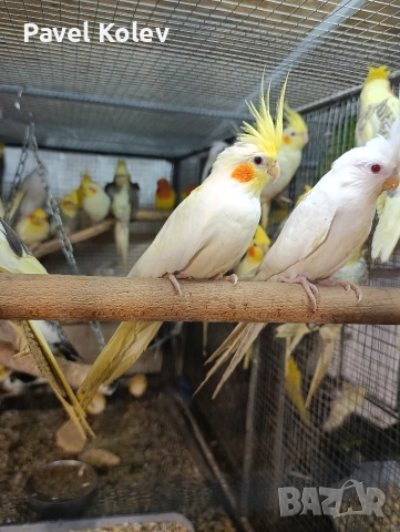 Коледна промоция на папагали , снимка 7 - Папагали - 52658143
