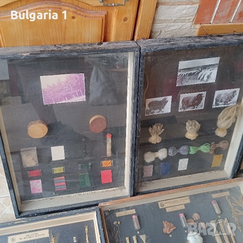 Учебни модели по Биология и География в дървена рамка със стъкло , снимка 5 - Антикварни и старинни предмети - 51689244