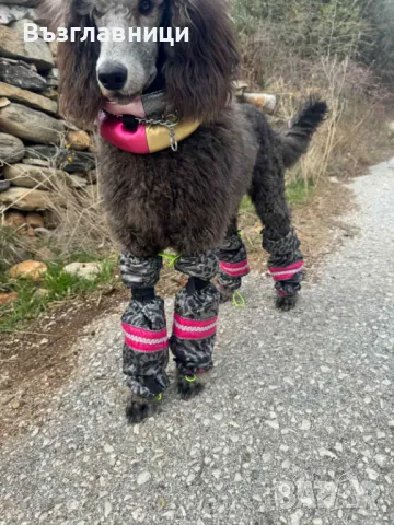 Дъждобран гащеризон, гети и нашийник, снимка 9 - За кучета - 48490167