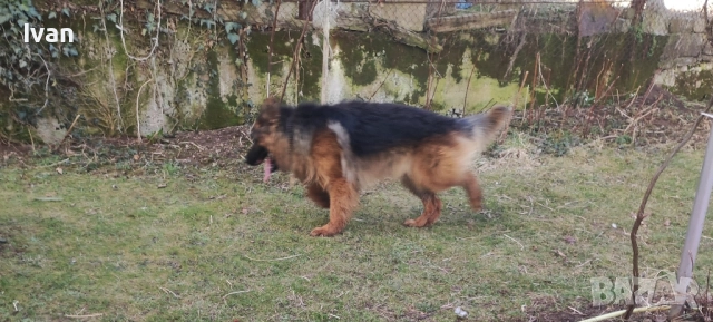 Старонемска овчарка за разплод ., снимка 4 - Немска овчарка - 51278837