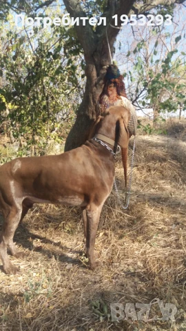 Курцхаар елитен обучен за лов , снимка 3 - Курцхаар - 50916055