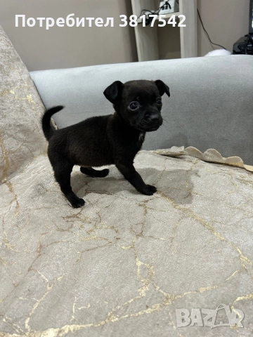 Мъжки пинчер