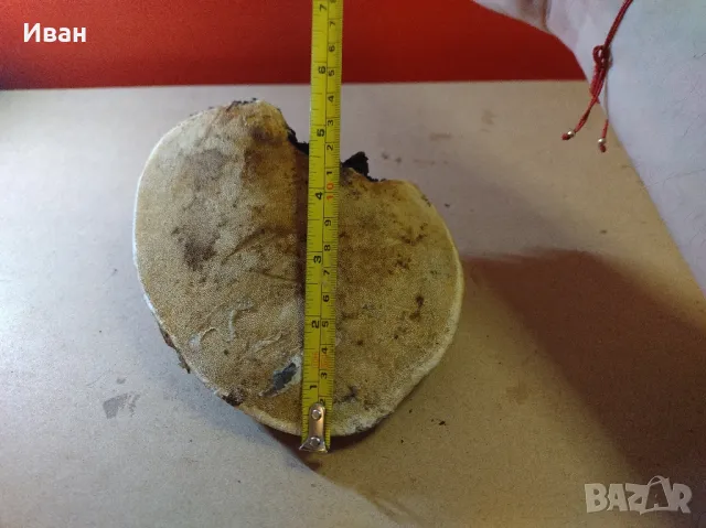 Дървесни гъби за декорация , снимка 2 - Други - 49038065