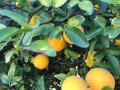 Портокал трилистен,Poncirus trifoliata, семена и растения, снимка 7