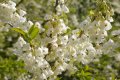 Halesia carolina (Халезия каролина), снимка 1 - Градински цветя и растения - 39592764