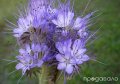 Семена от Фацелия - медоносно растение за пчелите разсад семена пчеларски растения силно медоносно ц, снимка 9