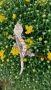 Ресничести гекони / crested gecko / correlophus ciliatus, снимка 3