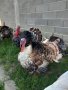 ПРОДАВАМ ПУЙКИ-ДОМАШНИ ОТ 6  ПОРОДИ, снимка 5