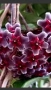 Hoya pubicalyx Red Button , снимка 1