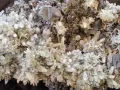 №145,Кварц,Кварцова друза,Кварц със сфалерит,галенит и хлорит,Кристали,Минерали,Родопи,BGminerals,, снимка 5