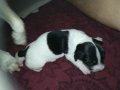 ПРОДАВАМ jack russell terrier 2305210838, снимка 2