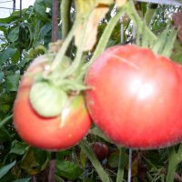 Разсад и семена от   домат -Италианско дърво, снимка 8 - Сортови семена и луковици - 11527501