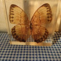 естествени  пеперуди , снимка 8 - Колекции - 39596146