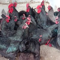 Разплодни яйца и пиленца от Легхорн, Легбар, Австралорп черен, син, Бял , снимка 14 - Кокошки и пуйки - 43887227