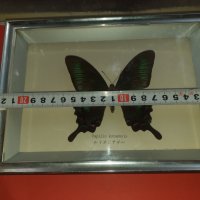 Пеперуда в рамка N3, снимка 5 - Антикварни и старинни предмети - 42977294