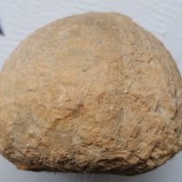 морски търалеж вкаменелост, снимка 3 - Антикварни и старинни предмети - 43116822