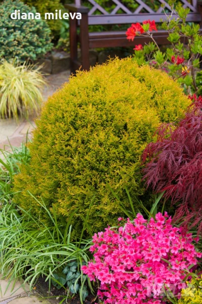 Западна туя Рейнголд (Thuja occidentalis Rheingold), студоустойчива, снимка 1