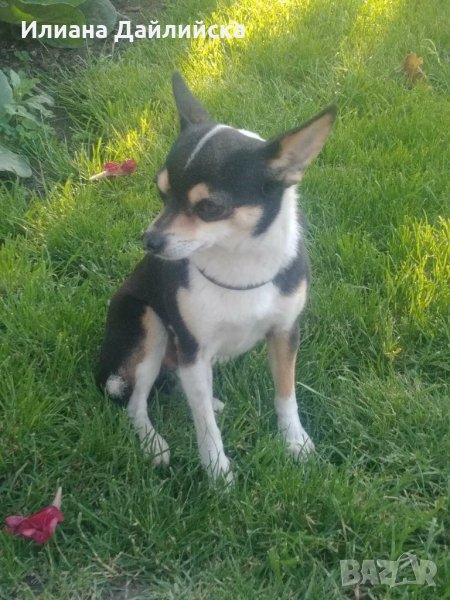 Чихо-пинчер за разплод !, снимка 1