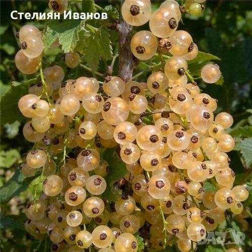 Бяло френско грозде (Ribes niveum 'Blanka'), снимка 1