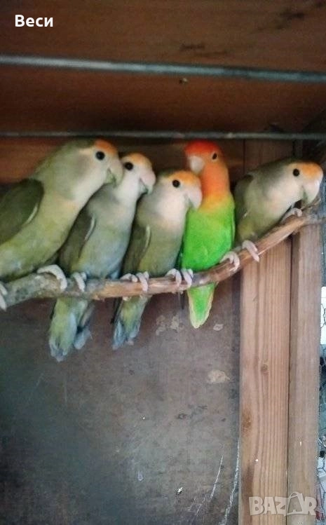 Ято неразделки, снимка 1