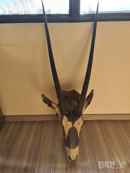 Трофей на антилопа Гемсбок, снимка 1