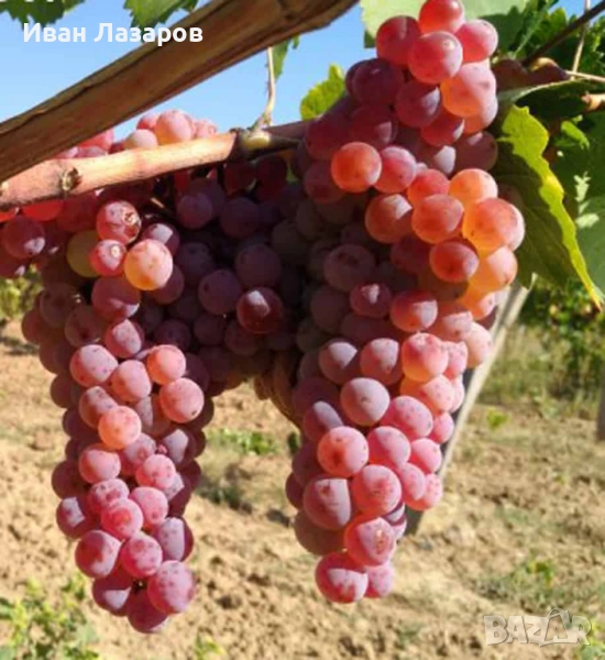 Продавам грозде - Карловски мискет, снимка 1
