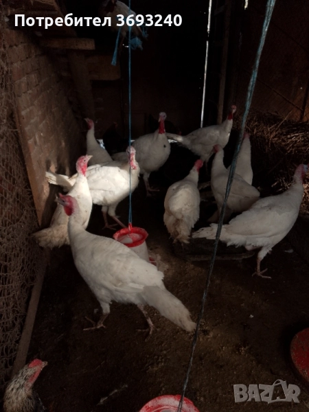 Продавам млади пуйки, от тази година, снимка 1