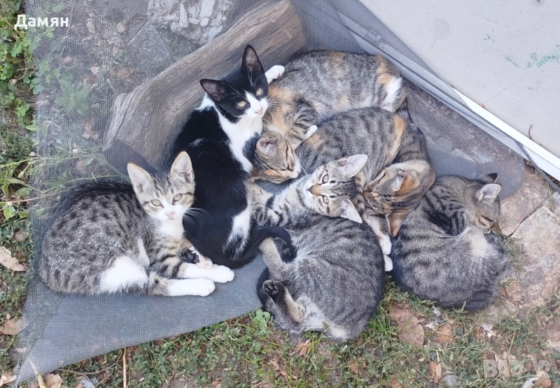 Подарявам Котенца, снимка 1