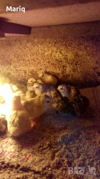 Продавам яйца от токачки , снимка 1