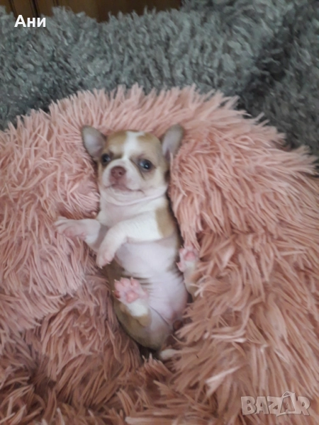 Много ,много сладки бебчета.Чихуахуа, снимка 1