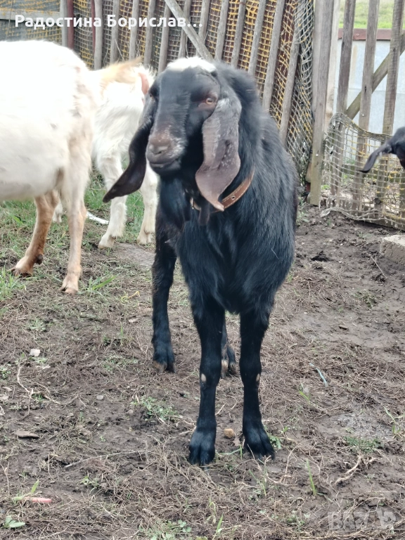 англо-нубийски козел , снимка 1