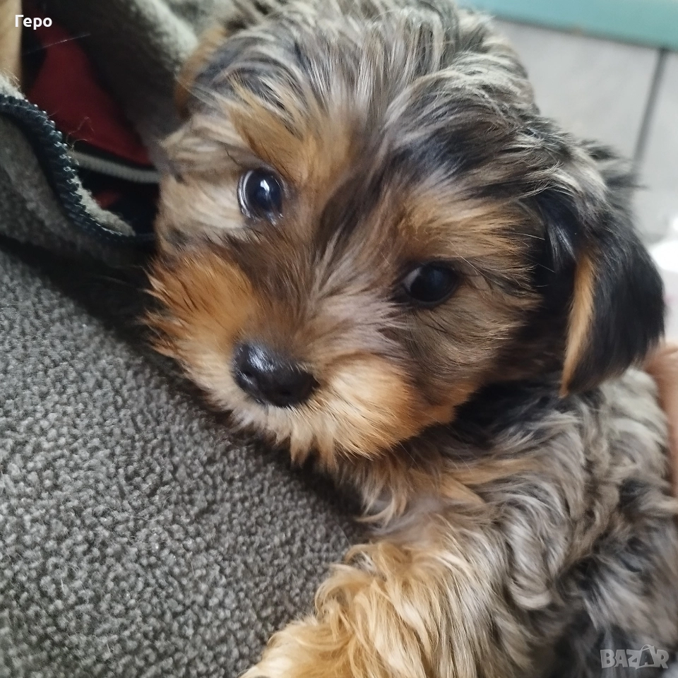 йоркширски териер , снимка 1