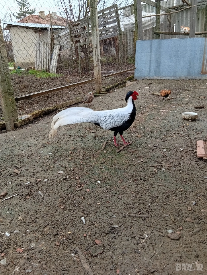 сребърни фазани , снимка 1