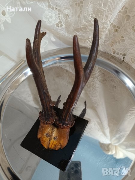 ловен трофей рога 313, снимка 1